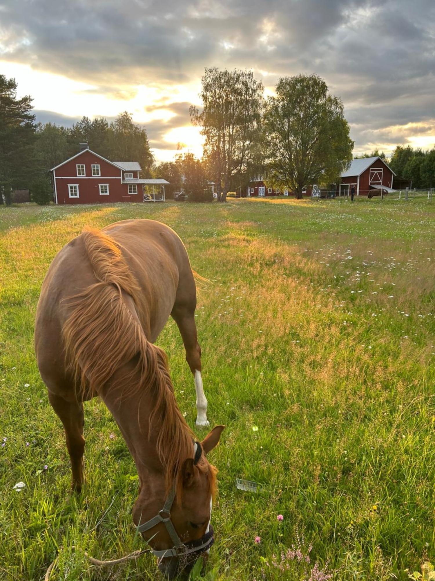 Vila Hus I Ljuset Näsåker Exteriér fotografie